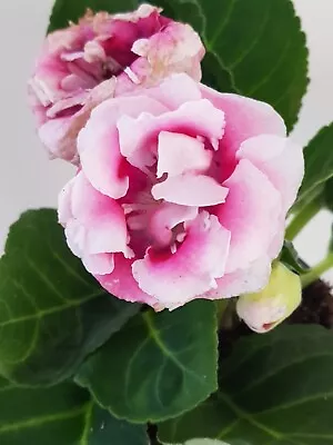 Gloxinia / Sinningia Pink/ White Double Flowers   Felicia    20/11/23 • £18