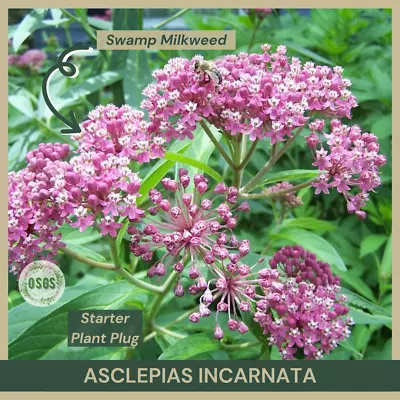 Starter Plant Plug | Asclepias Incarnata | Swamp Milkweed | Live Plant | Native • $6