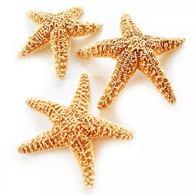 Set Of 3 Sugar Starfish 6-8  Beach Wedding Decor Nautical Crafts Coastal Art • $24.99