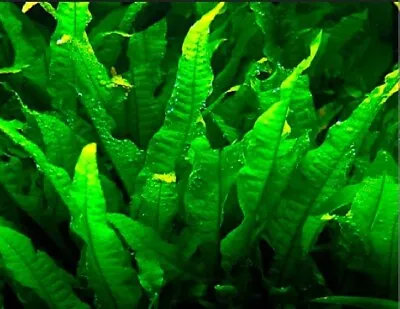 £58.99 • Buy Java Fern Beautiful Tropical Oxygenating Healthy Aquarium Plants Aquatic Shrimp