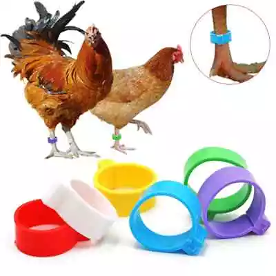 £4.29 • Buy Pack Of 10 X 16mm Chicken Poultry Flat Leg Rings In 4 Mixed Colours - Free Post