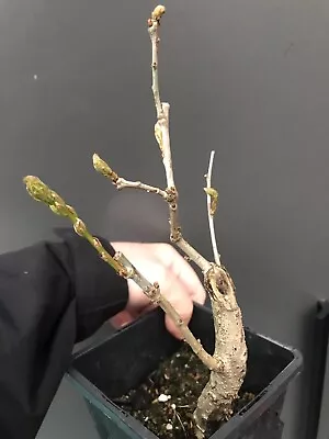 Shohin Oak Bonsai Tree • £30