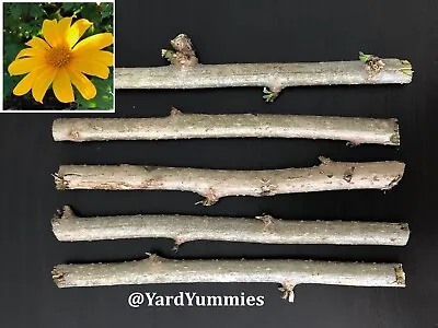 Mexican Sunflower Cuttings Unrooted Tithonia Diversifolia Yellow - Permaculture • $13