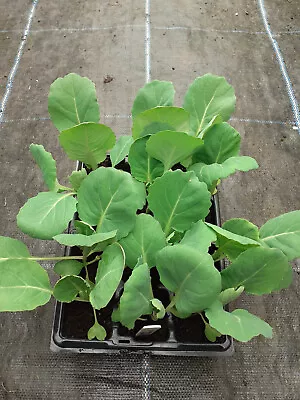 12 X Cabbage Greyhound Plug Plants • £3