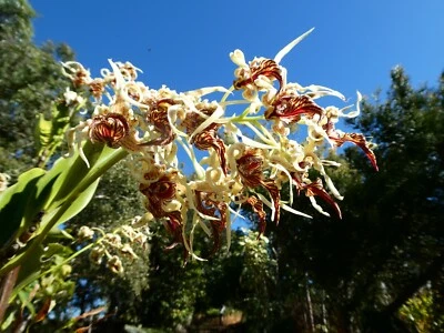 $20 • Buy Species Orchid. Dendrobium Spectabile Seedling. 45mm Pot