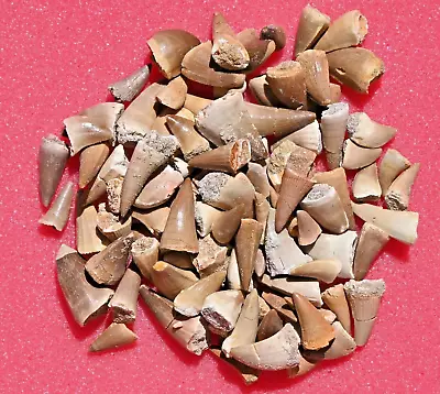 ONE HUNDRED A+ Mosasaur Teeth From Morocco #1 • $89.99