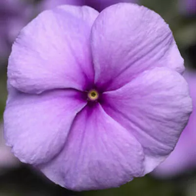 40+ Vinca Sunstorm Purple Flower Seeds/ Periwinkle / Hardy / Deer Resistant • $3.97