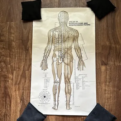 Atlas Of Acupuncture And Pressure Points Poster Steve Saran 1979 29” X 17” #2 • $26.39