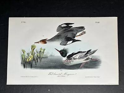 1st Ed. Audubon Octavo RED BREASTED MERGANSER 1840-44 • $249