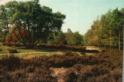£3.49 • Buy Picture Postcard- Cannock Chase, Whitehouse Heathland