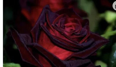 Black Magic Rose  Bush Live Starter Plant HYBRID T!  Bare Root!!! • $29.99