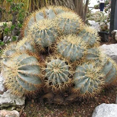 Ferocactus Glaucescens - 15 Or 50 Seeds - Blue Barrel Cactus • £1.50