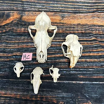 5 Lot Skulls Animal Coyote Porcupine Odd Mount Craft Unique Art Head Craft • $45