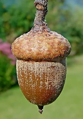 12 NORTHERN RED OAK ACORNS -  Quercus Rubra • $10