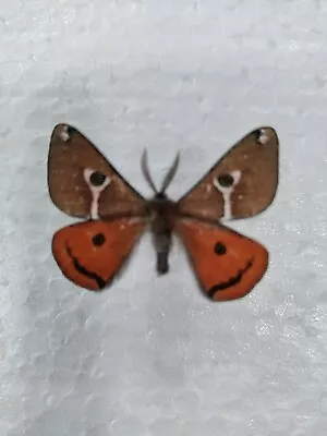 Saturnia Albofasciata Moth Male California USA Mounted  • $30