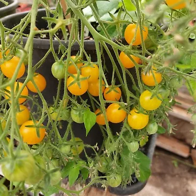 Millefleur Yellow Cherry Tomato Seeds X 20 Rare Multifora Type • £1.25