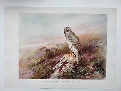 £6 • Buy Old Vintage Colour Print British Bird Hen Harrier