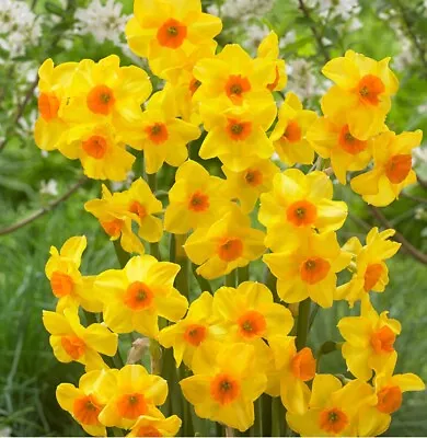 5 X MARTINETTE Daffodil Bulbs Hardy Outdoor Plants Perennial. Spring Flowering • £5.29