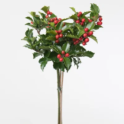 T&M Potted Standard Tree Holly For Patios & Outdoors 2 Litre Potted Plant • £29.99