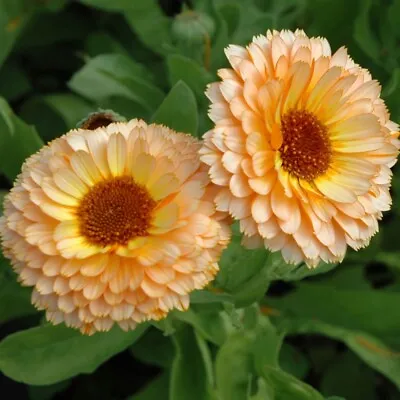 Pink Surprise Calendula Seeds | Non-GMO | Free Shipping | Seed Store | 1204 • $37.39