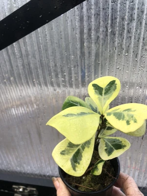 $53 • Buy Ficus Triangularis Variegated Plant