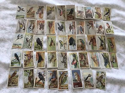 Gallaher - British Birds 🦅 - 1937 - Full Set 0f 48 Cigarette Cards • £6.75