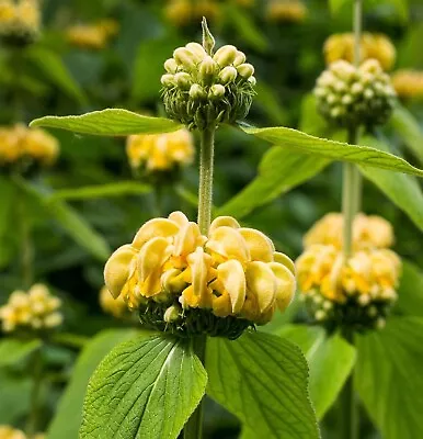 Phlomis Russeliana Turkish Sage Drought Tolerant Perennial Architectural • £7.50