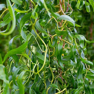 Salix Erythroflexuosa | Red Twisted Willow - Outdoor Garden Tree | 12L 4-5ft • £79.99