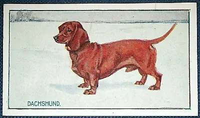 DACHSHUND   Vintage 1924 Illustrated Card DD10MS • $6.21