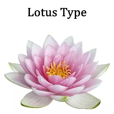 Lotus Type Fragrance Oil For Body Candles Soap Lotion Perfume & Diffuser • $7.25