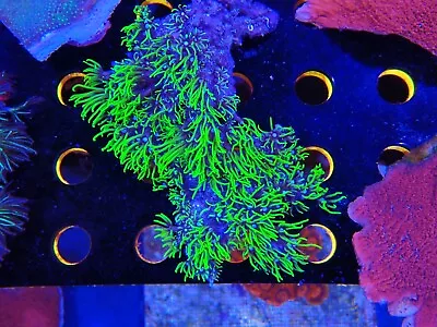 Neon Green Gsp Marine Aquarium Soft Coral  • £15