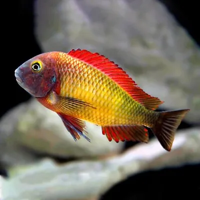 Orange II Blunthead Cichlid | Tropheus Moorii «Orange II» | Tanganyika Lake • £50.95