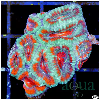 133 AquaSD Live Corals/Frags - West Aussie Acan Lord - Aqua SD • $10