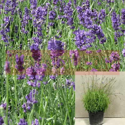 Lavandula Munstead 5 Gallon Lavandula Angustifolia Munstead Live Plant Ht7 • $39.99