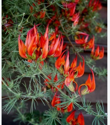 £9.25 • Buy 3 Plug Plants LOTUS VINE.UK GROWN FAST FREE POST STUNNING TRAILING PLANT