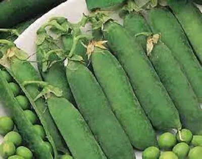 Premium Little Marvel Green Pea - Fresh Organic Heirloom Seeds - Most Popular! • $2.99