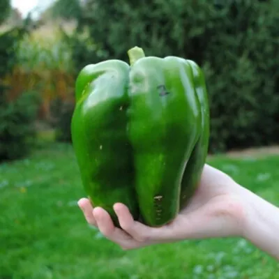 30+ Emerald Giant Bell Pepper Seeds - Sweet - Non Gmo - Heirloom - Organic • $2.98