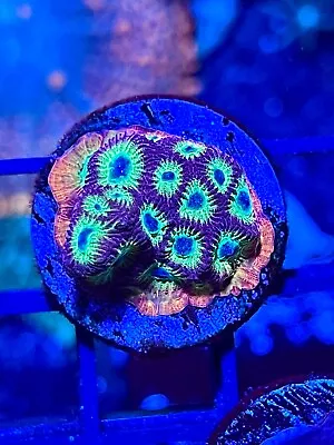 Spicy Lemon Favia Coral King Wysiwyg Live Coral Frag • $6.99