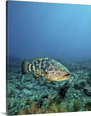 A Goliath Grouper Effortlessly Floats By Canvas Wall Art Print Fish Home Decor • $49.99