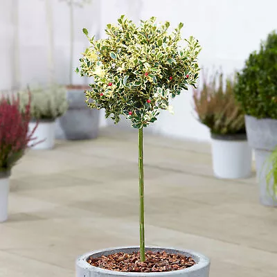 Ilex Golden King Tree | Potted Evergreen Ornamental Holly Trees For Small Garden • £32.99