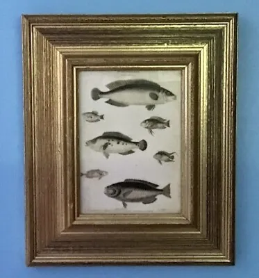  Beautiful Vintage Antique Style Fish Print - Framed • $18.88