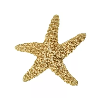 2 Sugar Starfish 6-8  (Set Of 2) • $24.99