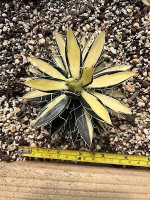 Agave Schidigera 'white Stripe' Variegated Rare Succulent/ Agave 31/01/2024 • $180