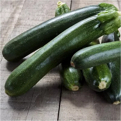 ZUCCHINI Black Beauty 10 Seeds HEIRLOOM Vegetable BUSH Zuchinni Squash Courgette • $4.99