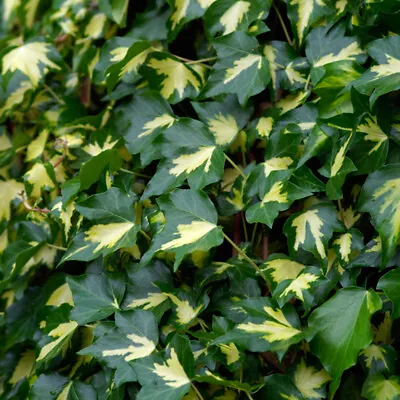 Hedera Ivy Hardy Shrub Climber Garden Plant 'Goldheart' 1 Or 2 X 2L Pot T&M • £54.99