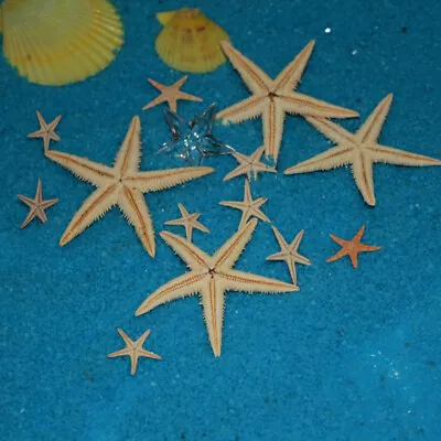 20pcs Small Starfish Seastar Seashell Crafts Beach Wedding Nautical Decor 3-5 Cm • £3.83