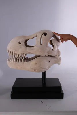 T-Rex Skull On Base REPLICA • £280.23