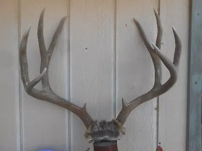 Awesome 5x5 Colorado MULE DEER RACK Antlers Whitetail Mount Sheds Taxidermy Elk • $185