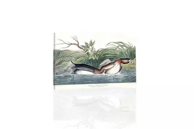 American Pied Billed - CANVAS OR PRINT WALL ART • $149