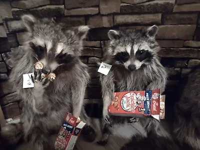 Cute Raccoon Taxidermy Mount • $350